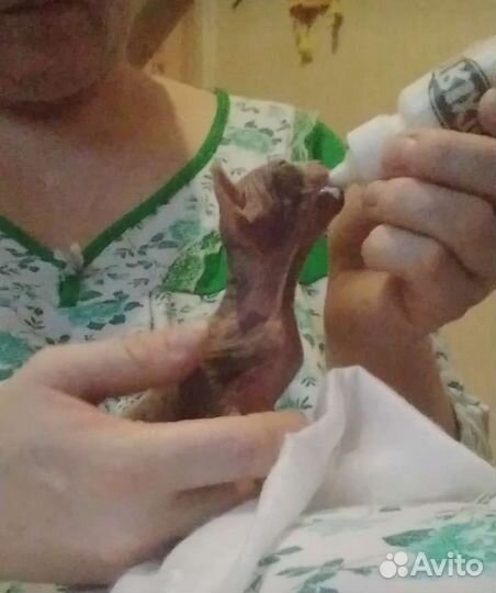 Выкорм новорожденных котят