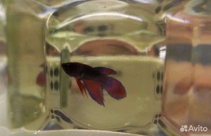 Рыбка Петушок