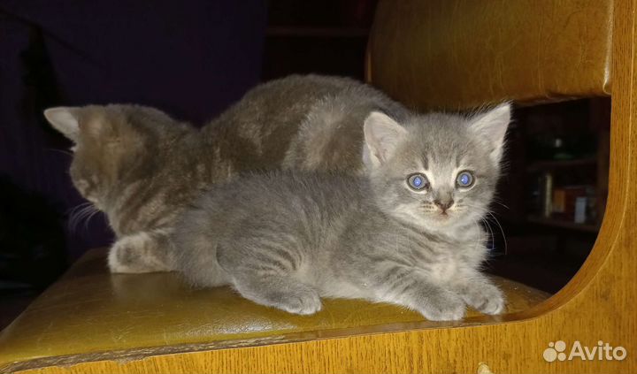 Кошка в дар бесплатно