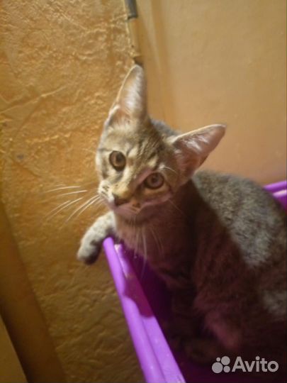 Котенок 4 месяца