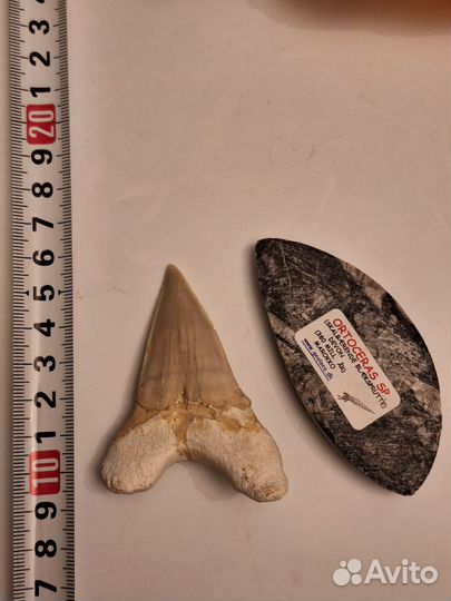 Окаменелости зуб