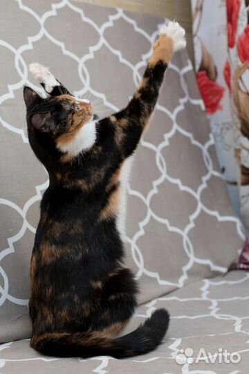 Разноцветная кошка Кася эксклюзив в поисках дома