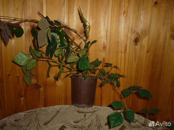 Комнатные цветы