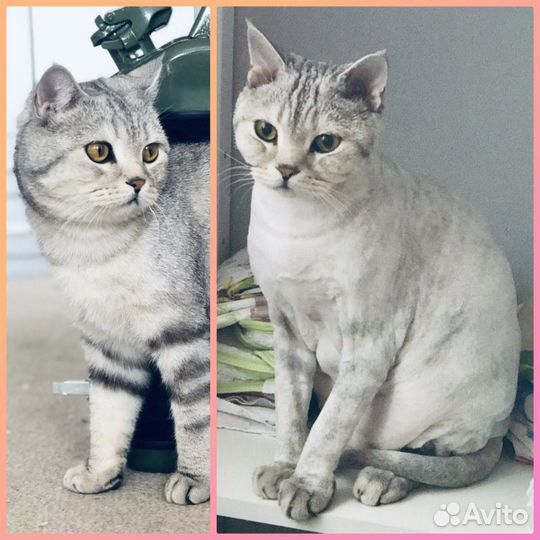 Стрижка кошек и собак с выездом на дом, все районы