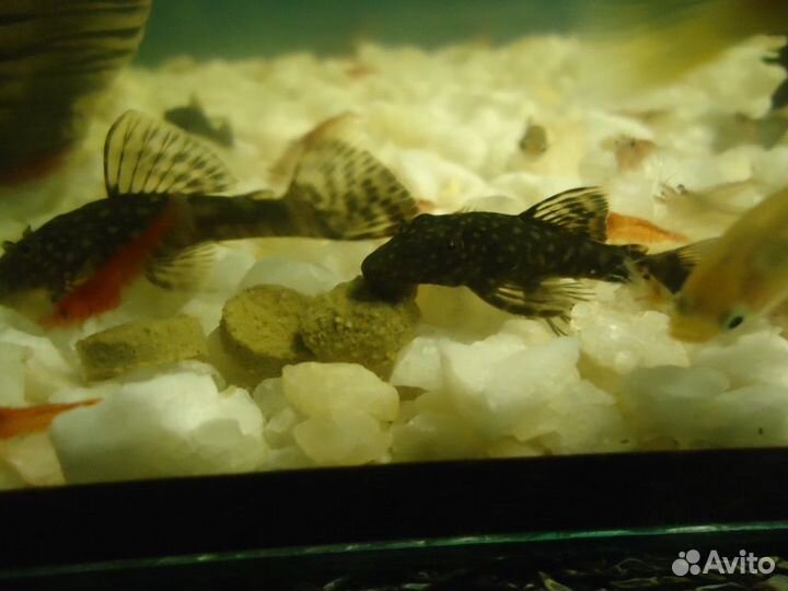 Креветки, сомики, гуппи, шишки