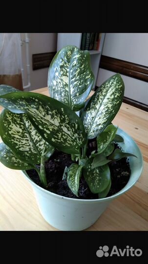 Диффенбахия