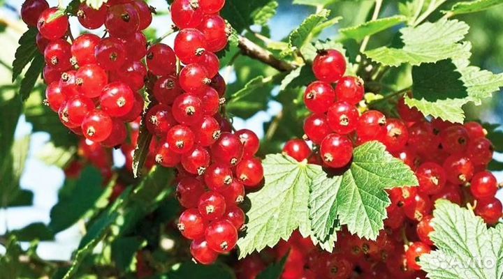 Красная смородина крупные ягоды