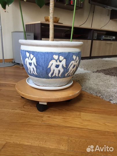 Драцена душистая пальма