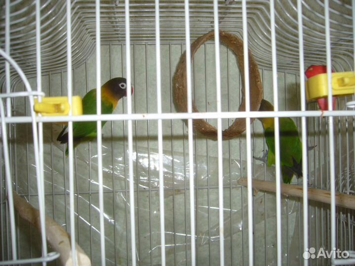 Попугаи неразлучники пара с клеткой