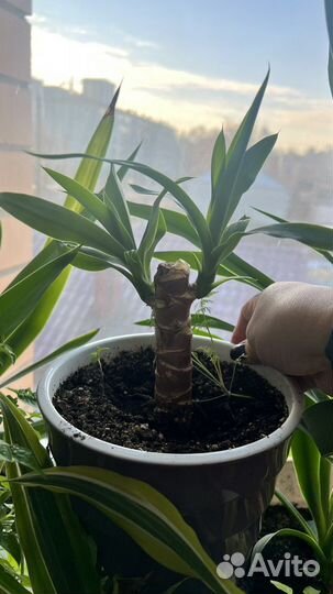 Пальма юкка