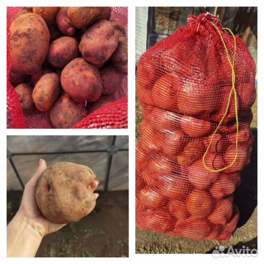 Продам картофель деревенский