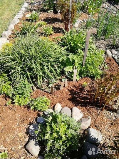 Мульча кедровая