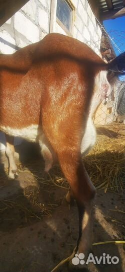 Козлик англо-нубийский