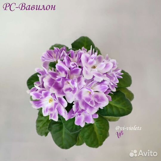 Фиалка (черенки на срез)