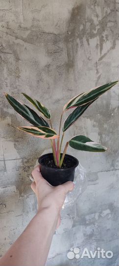 Калатея Сандерина иМакоя, строманта триколор