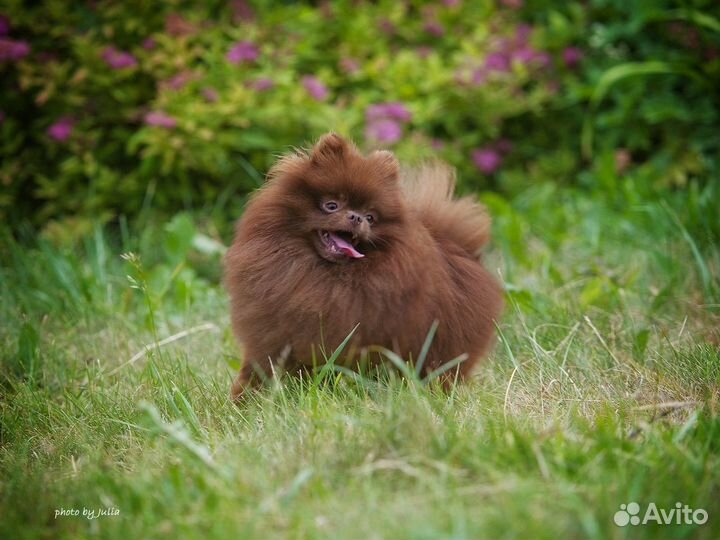 Померанский шпиц, вязка, щенки РКФ