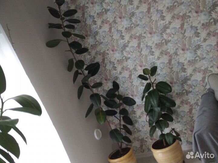 Фикус каучуконосный