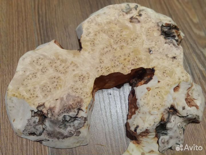 Кап березовый