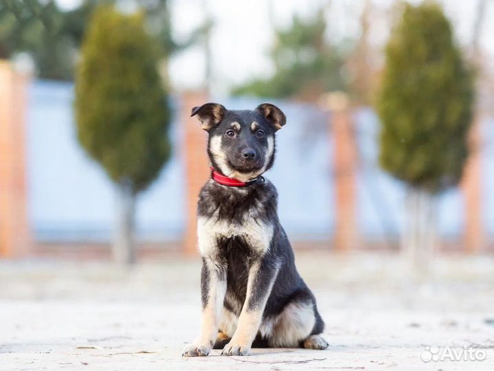 Щенок в добрые руки