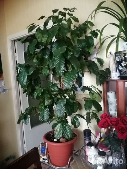 Кофе Аравийский