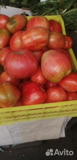 Помидоры свежие домашние
