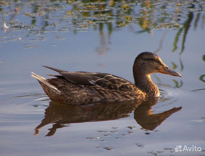 Охота на водоплавоюших