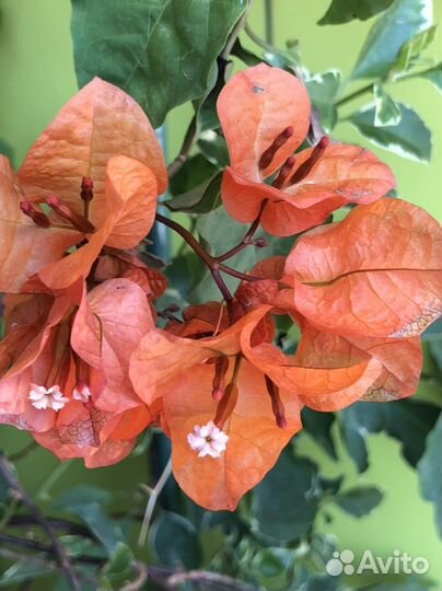 Коллекционные и базовые сорта