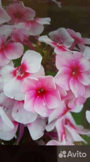 Флоксы 10 вид