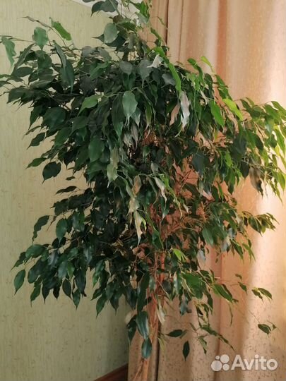 Комнатные растения