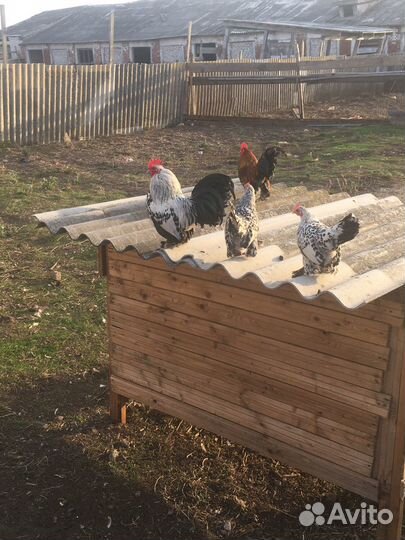 Петухи и курицы