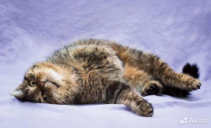 Прекрасная Пума и её шанс