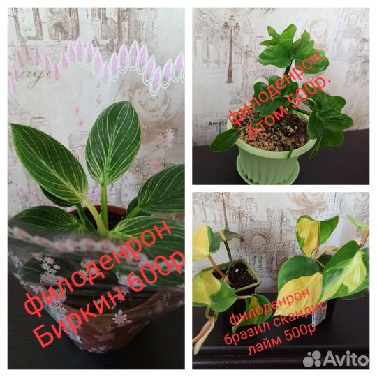 Комнатные цветы