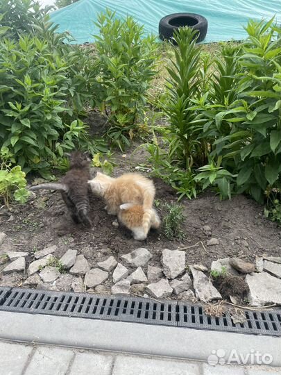 Котята в добрые руки бесплатно