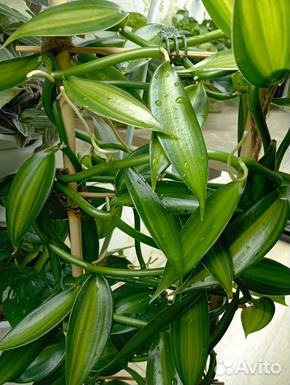 Орхидея ваниль