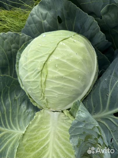 Капуста сетевая