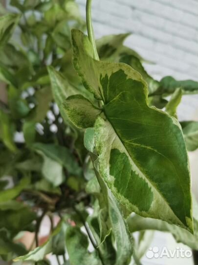 Сингониум Три Короля (Three Kings)