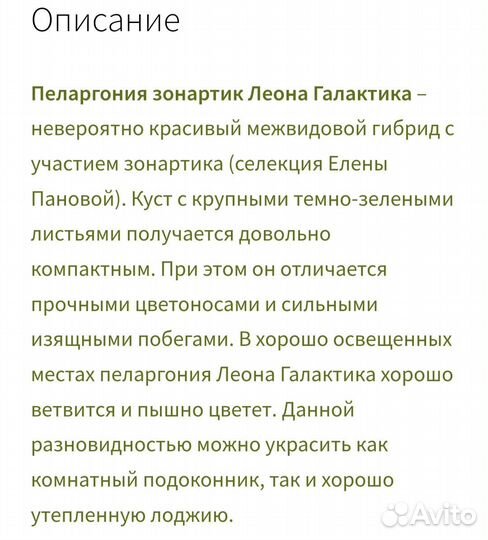 Пеларгония Леона галактика. Коллекционная