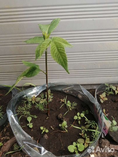 Саженцы маньчжурского ореха