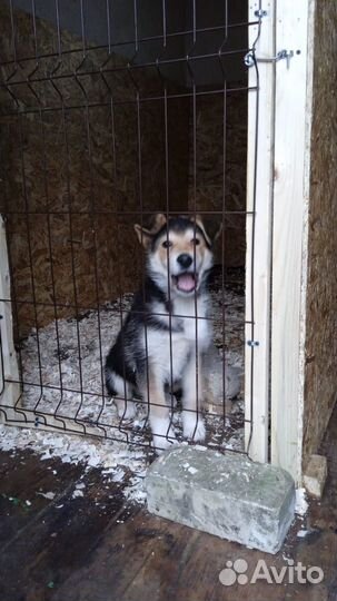 В добрые руки