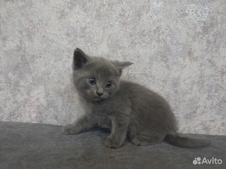 Домашние животные котята