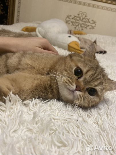 Кошка на вязку