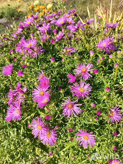 Астра многолетняя