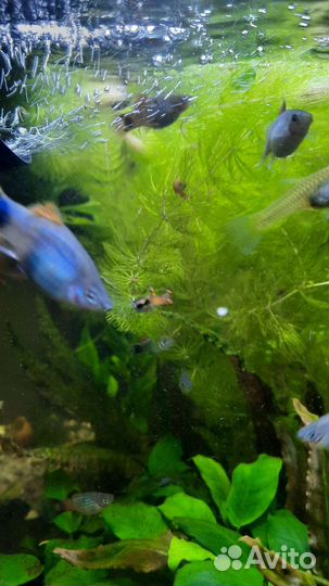 Пицилия, гуппи эндлера