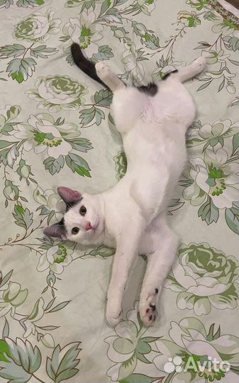 Кошка