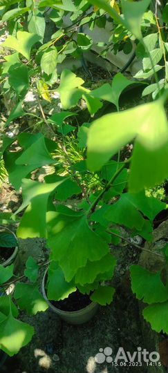 Гинко билоба