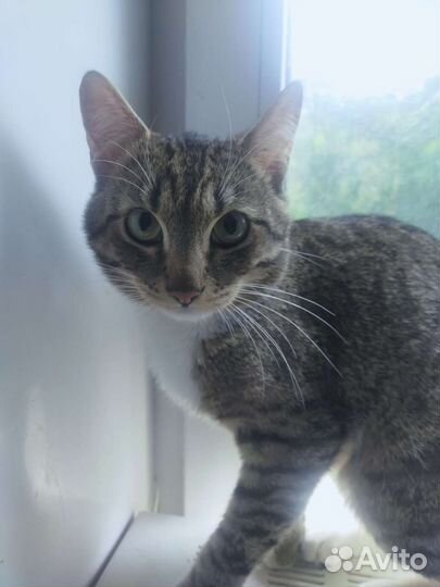 Котята- подростки