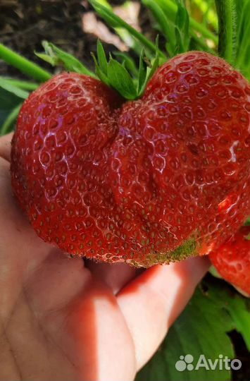 Клубника сортовая