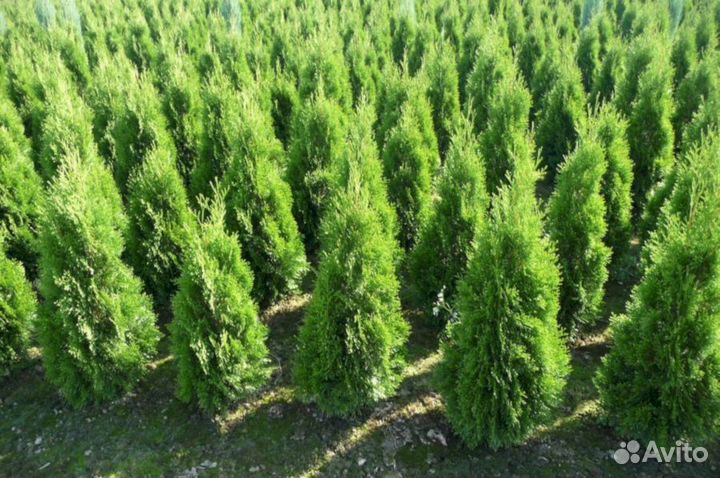 Туя Брабанд