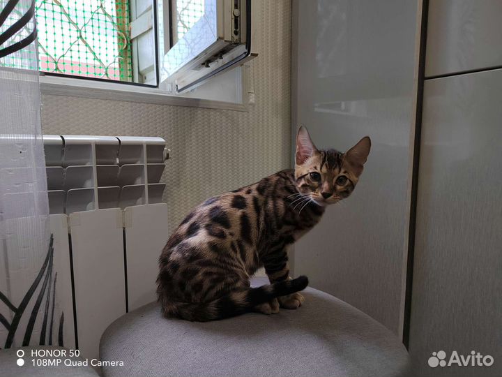 Бенгальские котята