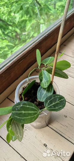 Срезы и укоренённые черенки хойи